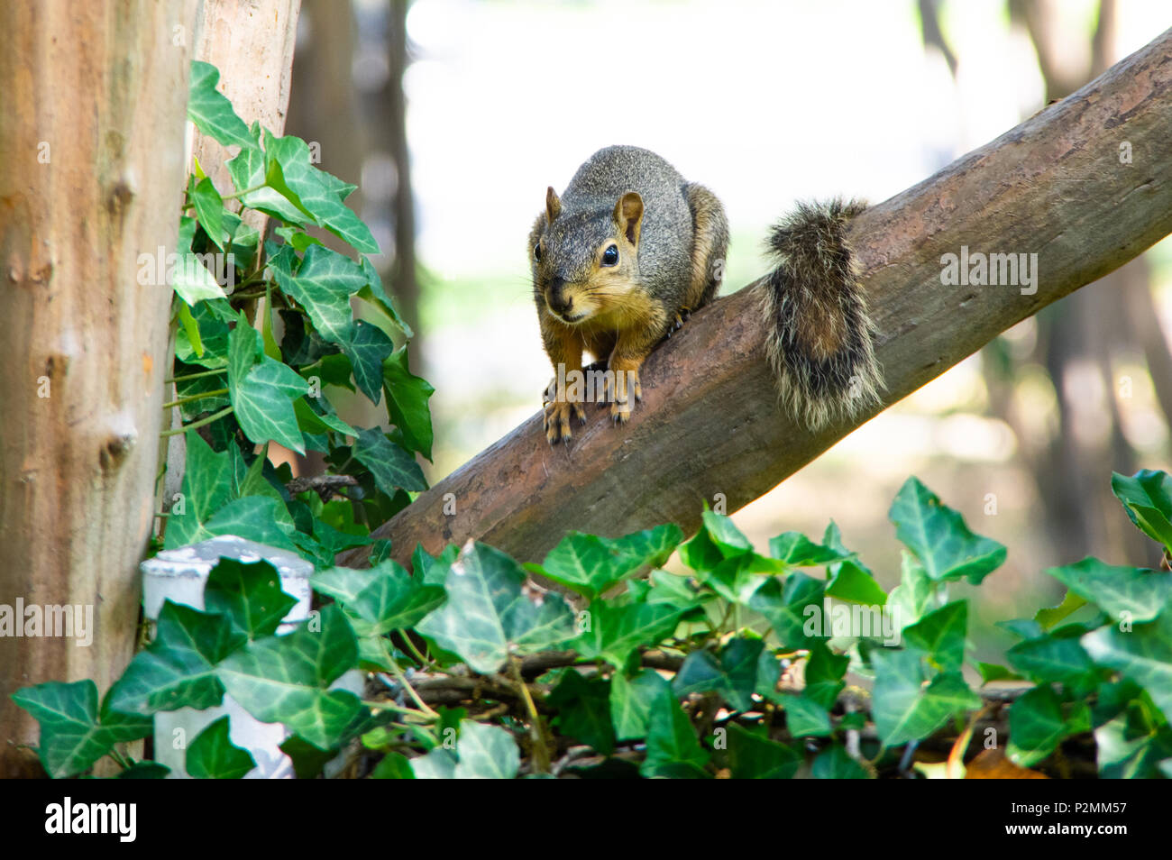 Niedliche Eichhörnchen im Baum mit Schwanz drapiert über Zweig Stockfoto