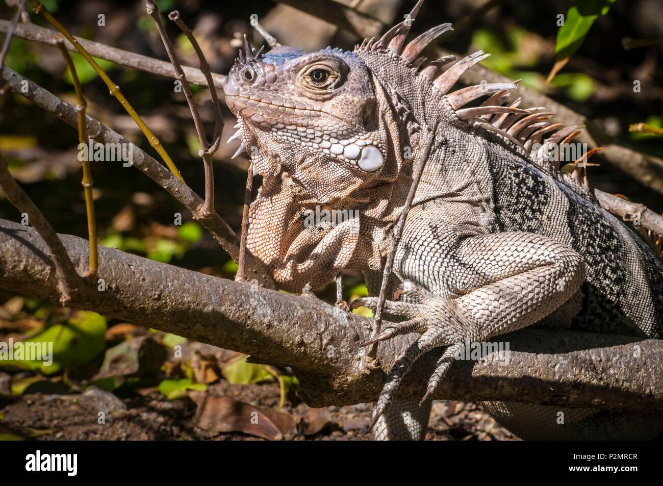 Karibik, Kleine Antillen, St. Vincent und die Grenadinen, Baradal Insel, Tobago Cays, Grüner Leguan oder gemeinsamen Leguan (Iguana iguana) Stockfoto