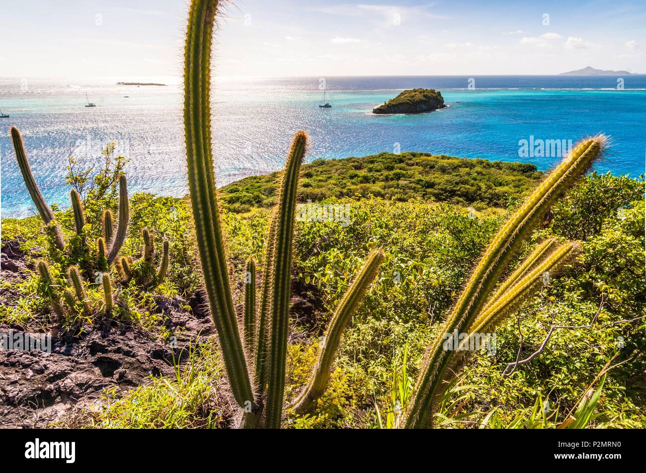 Karibik, Kleine Antillen, St. Vincent und den Grenadinen, auf der Insel von Jamesby Petit Rameau Insel, Tobago Cays, Kaktus in Vordergrund Stockfoto