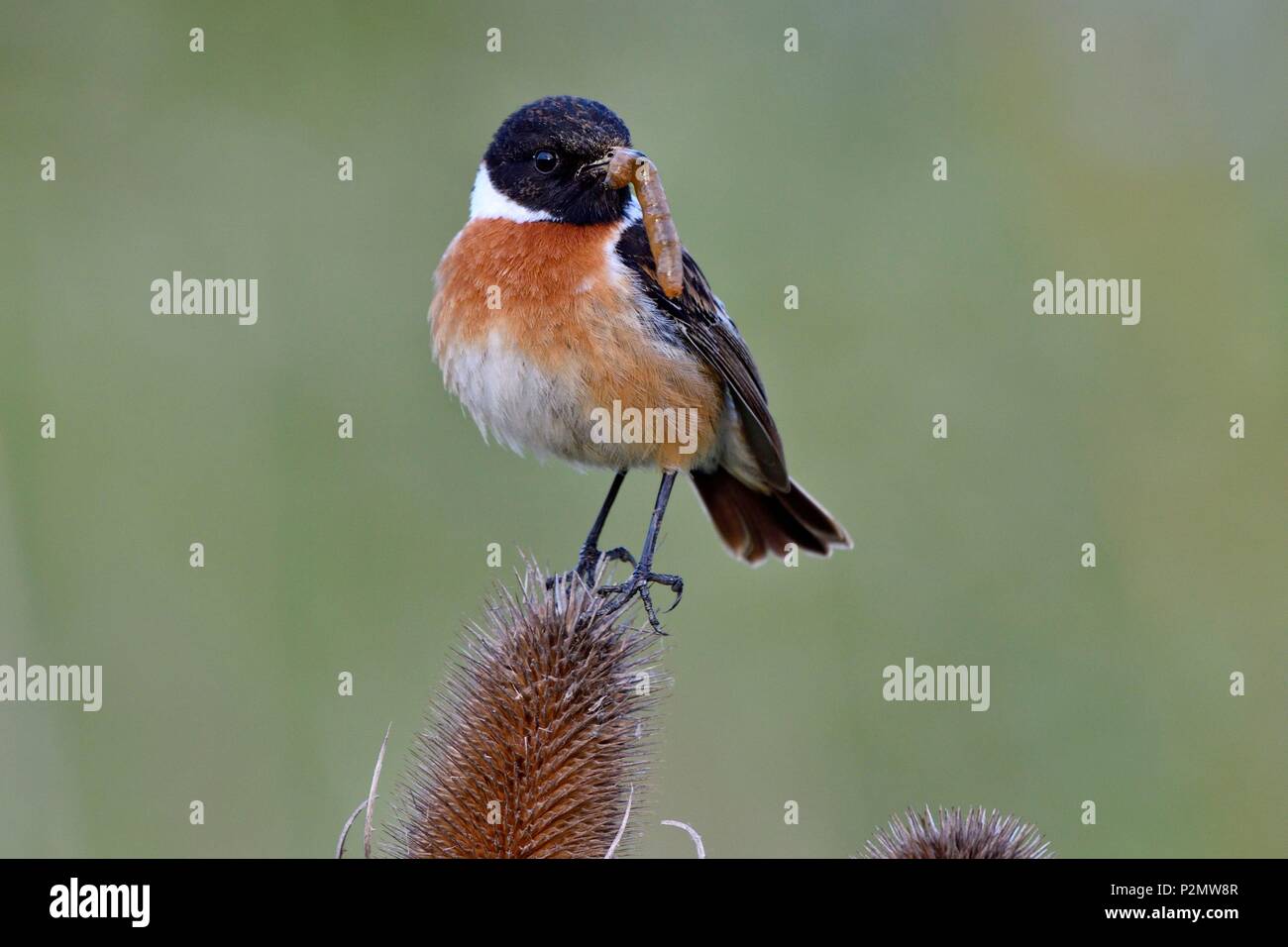 Frankreich, Doubs, Vögel, Spatzen, Schwarzkehlchen (Saxicola rubicola), männlich, capture Beute für die Fütterung junger Stockfoto