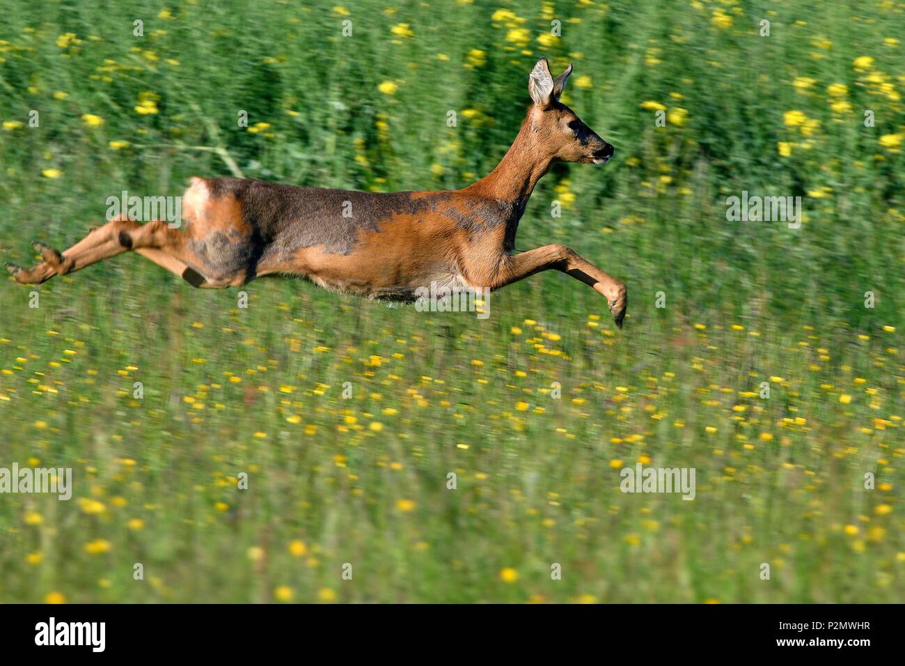 Frankreich, Doubs, Rotwild, Ziegen springen in einer Frühlingswiese Stockfoto