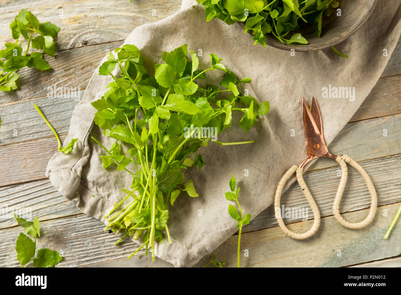 Raw Green Organic Dropwort Kraut bereit zu Essen Stockfoto