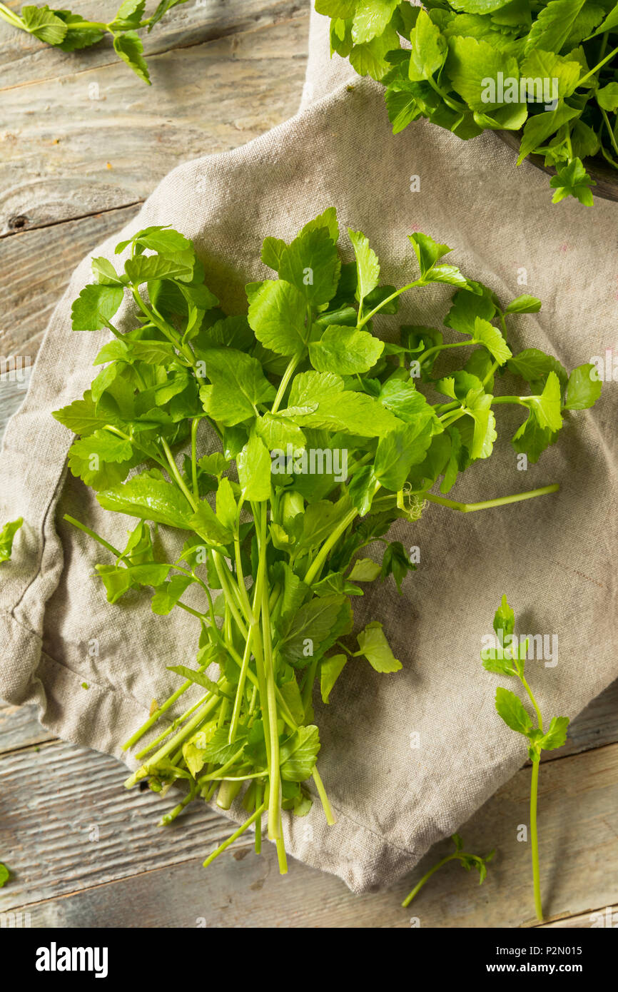 Raw Green Organic Dropwort Kraut bereit zu Essen Stockfoto