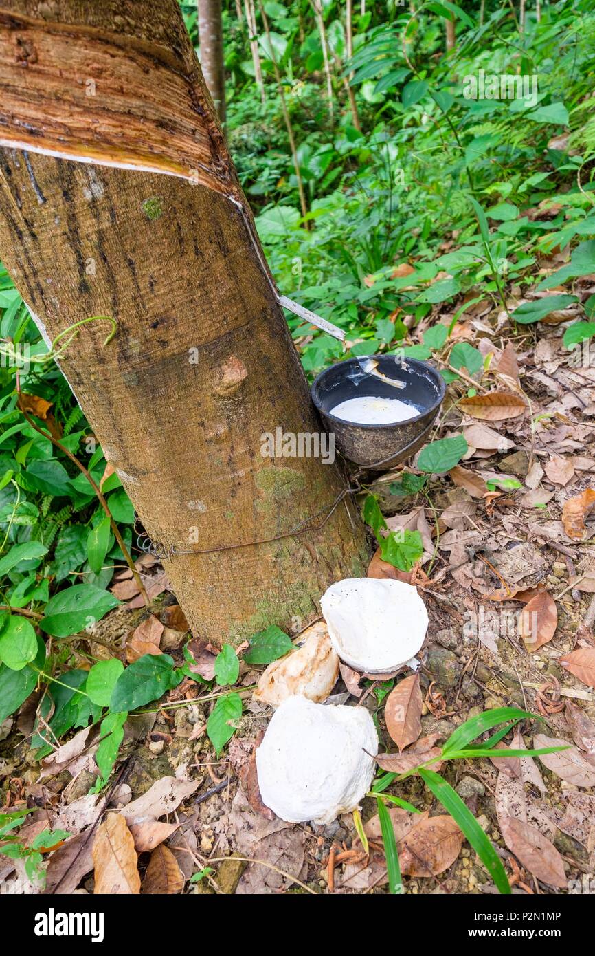 Thailand, Provinz Trang, Ko Mook Insel, gummibaum Anbau, Ernte von Latex  Stockfotografie - Alamy
