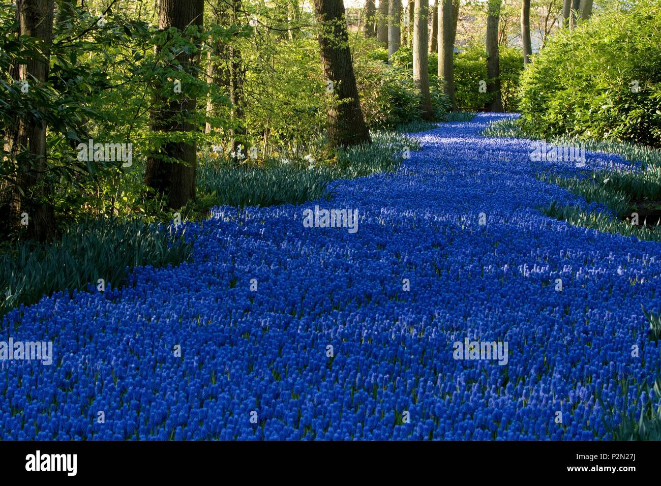 Niederlande, Südholland Provinz, Lisse, berühmten Jacinthe des Bois (Hyacinthoides non-scripta) Gasse im Keukenhof Flower Park Stockfoto