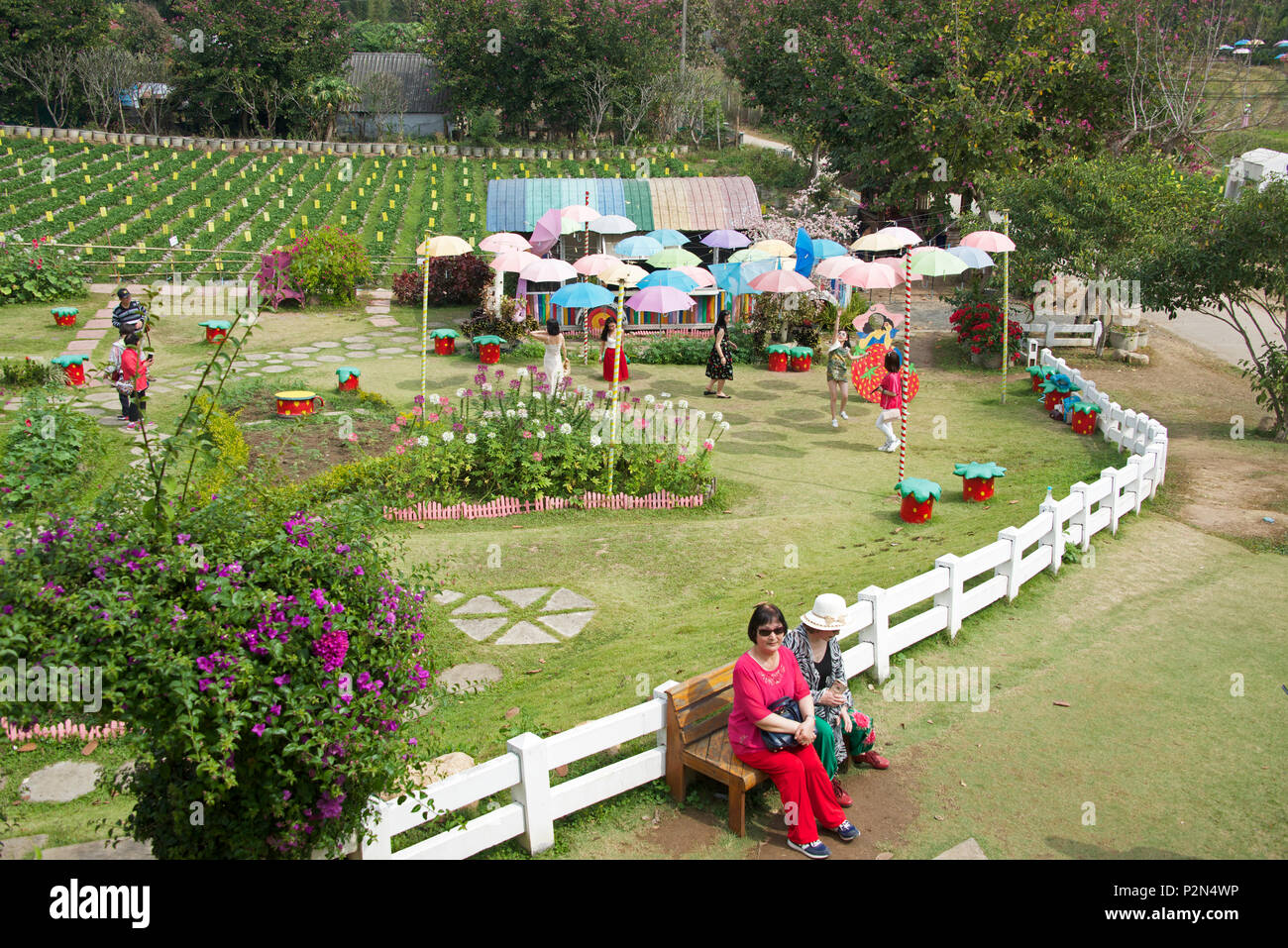 Besucher strawberry farm Pai Mae Hong Son Provinz Northern Thailand Stockfoto