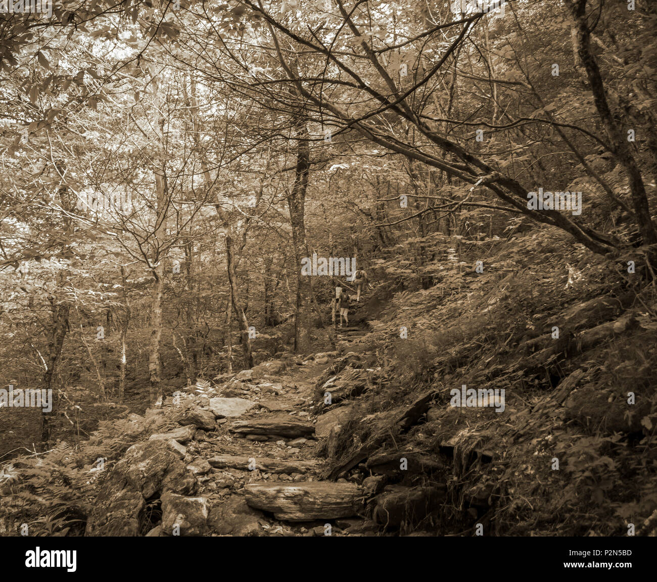 Eine trübe Trail schlängelt sich durch einen Berg Wald Stockfoto