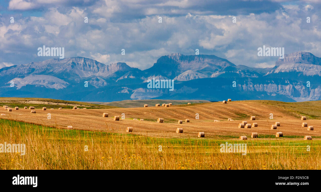 Heuballen und unglaublich weite Getreidefelder sind typisch für die Hochebenen von Montana entlang der landschaftlich reizvollen US 89-Straße. Stockfoto