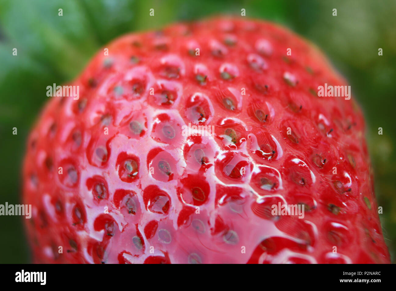 Erdbeeranbau auf Küche Garten, close-up Stockfoto