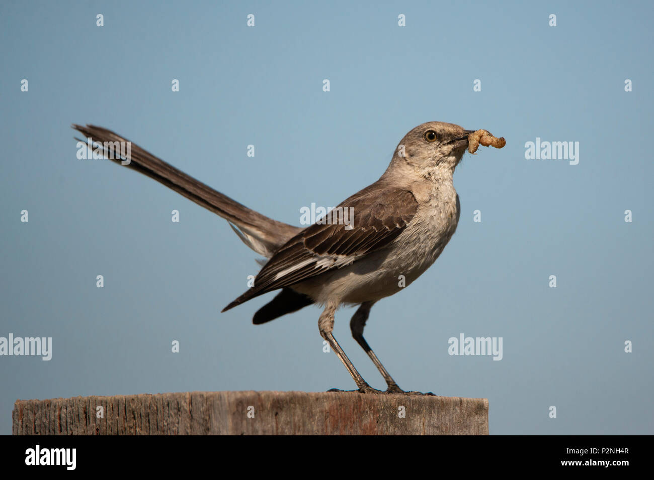 Northern Mockingbird (mimus Polyglottos) ist ein allesfresser Songbird in Nordamerika heimisch. Es ist für die Nachahmung Vogelgesang in ihrer Umgebung bekannt Stockfoto