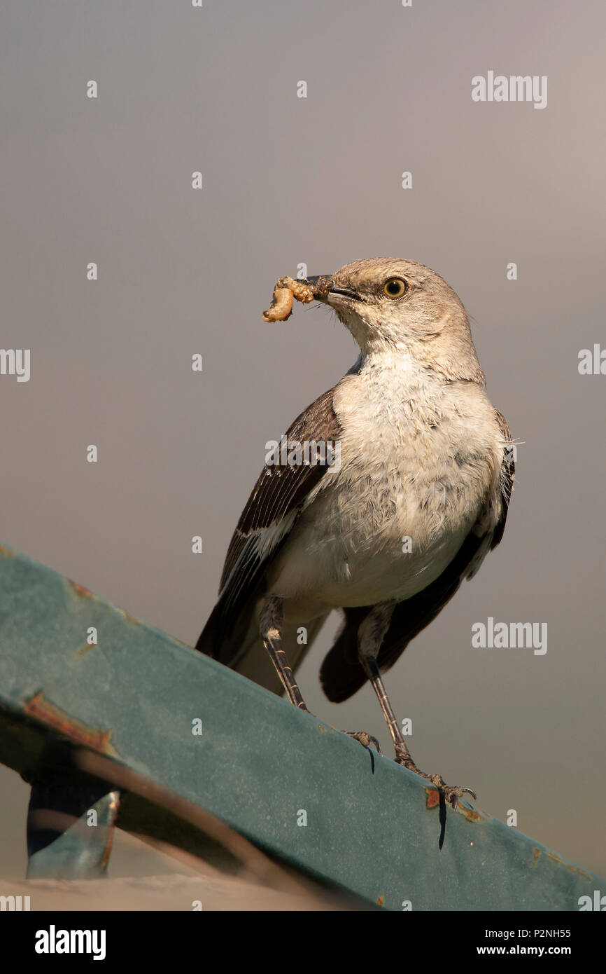 Northern Mockingbird (mimus Polyglottos) ist ein allesfresser Songbird in Nordamerika heimisch. Es ist für die Nachahmung Vogelgesang in ihrer Umgebung bekannt Stockfoto