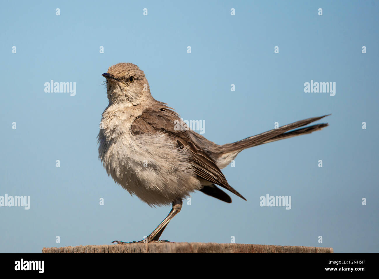 Northern Mockingbird (mimus Polyglottos) ist ein allesfresser Songbird in Nordamerika heimisch. Es ist für die Nachahmung Vogelgesang in ihrer Umgebung bekannt Stockfoto