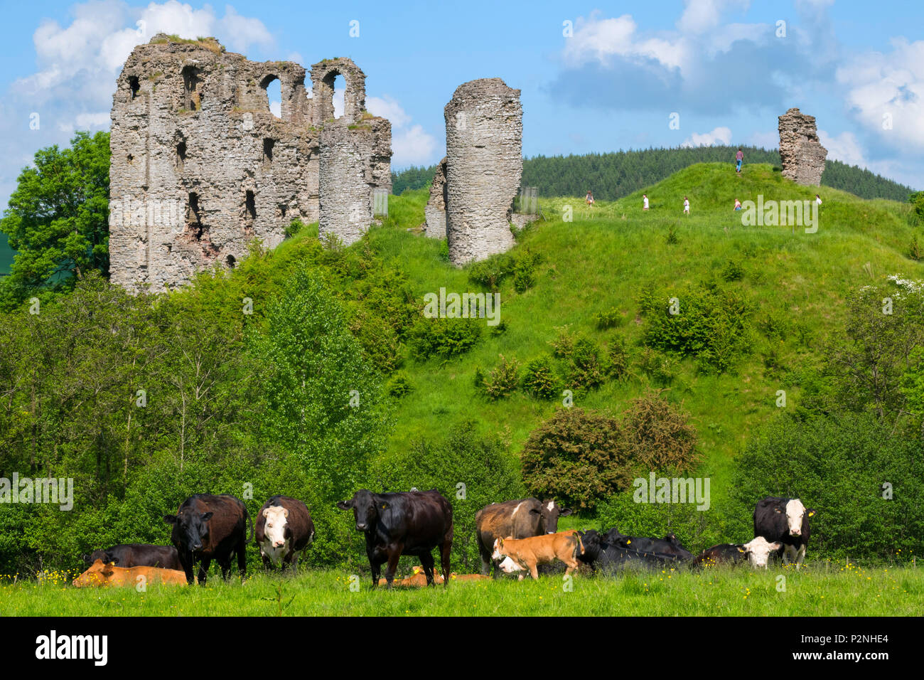 Kühe grasen unter Clun Schloss, Shropshire. Stockfoto