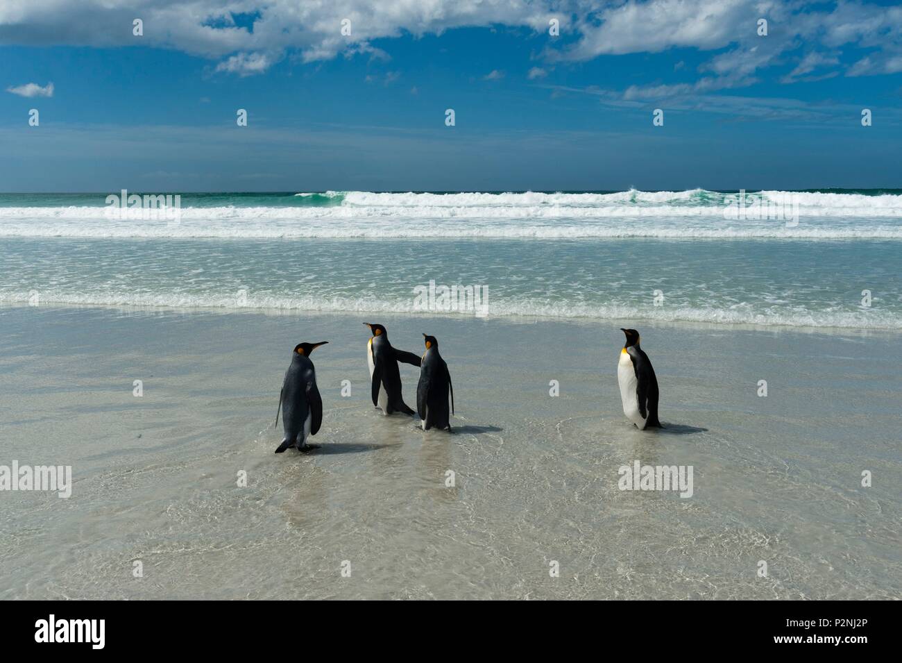 Falklandinseln, Freiwillige Punkt, zum Meer, König, Pinguine Aptenodytes Patagonica Stockfoto