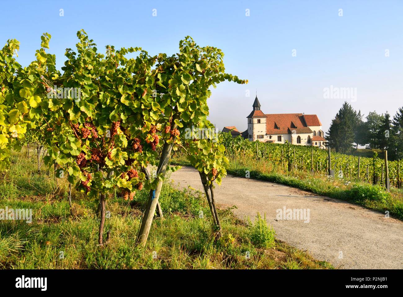 Frankreich, Bas Rhin, Alsace Wein Straße, Dambach la Ville, St. Sebastian Kapelle Stockfoto