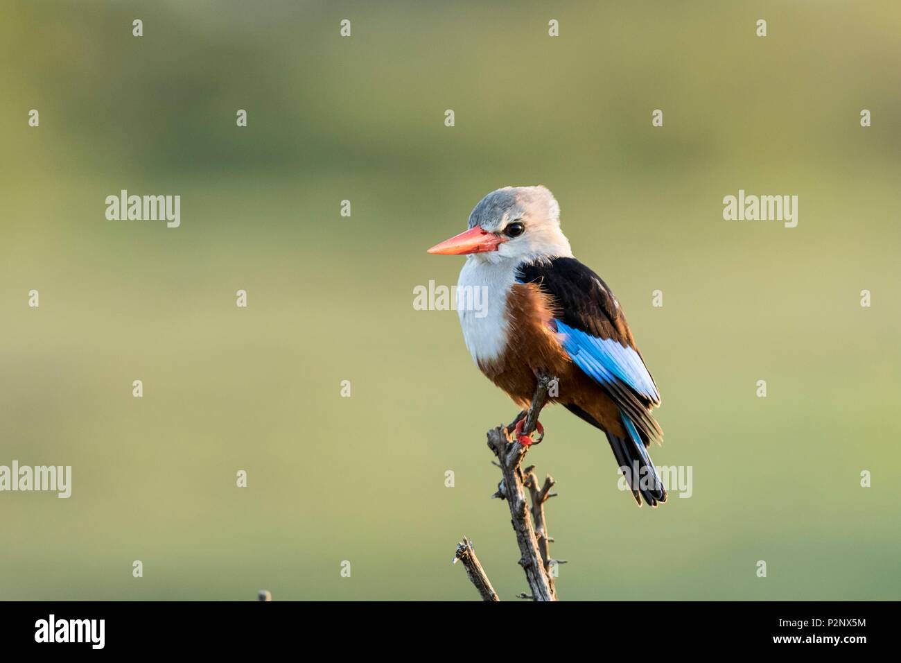 Kenia, Masai-Mara Game Reserve, graue Kingfisher (Halcyon leucocephala) Stockfoto