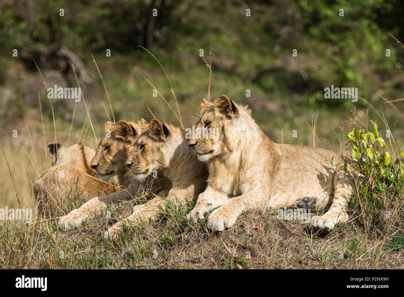 Kenia, Masai-Mara Game Reserve, Löwe (Panthera leo), immatures ruhen Stockfoto
