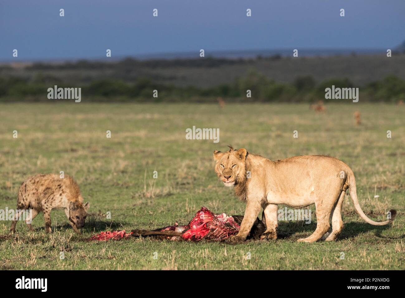 Kenia, Masai-Mara Game Reserve, Löwe (Panthera leo), männlich Essen und Tüpfelhyäne Stockfoto