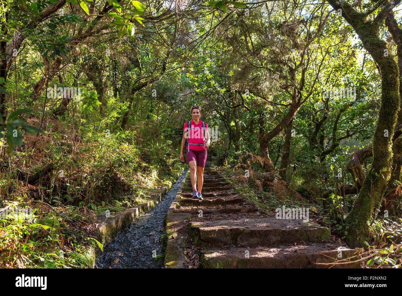 Portugal, Madeira, Trek von Portela nach Ribeiro Frio Entlang der Levada da Portela, im Herzen der Laurissilva Wald oder lorbeerwald als Weltkulturerbe von der UNESCO klassifiziert Stockfoto