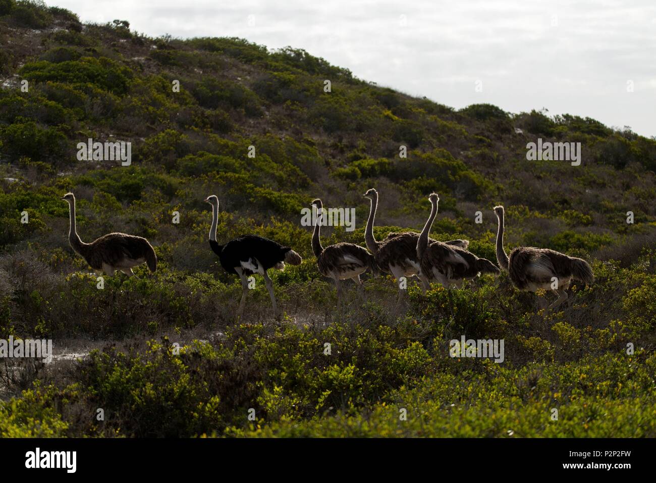 Südafrika, Western Cape, Strauß (Struthio camelus) in West Coast NP Stockfoto