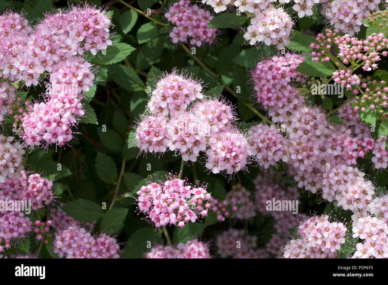 Makro-ansicht von frischen, neuen rosa rosa Knospen und Blüten, die sich aus einem kompakten Spirea (fabrikantenvilla) Strauch Stockfoto