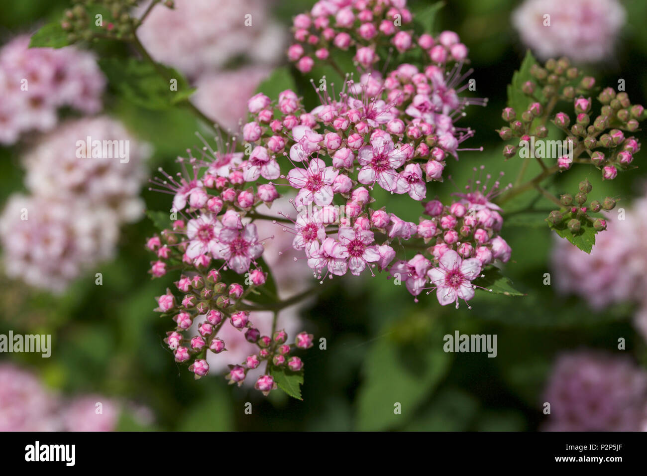 Makro-ansicht von frischen, neuen rosa rosa Knospen und Blüten, die sich aus einem kompakten Spirea (fabrikantenvilla) Strauch Stockfoto