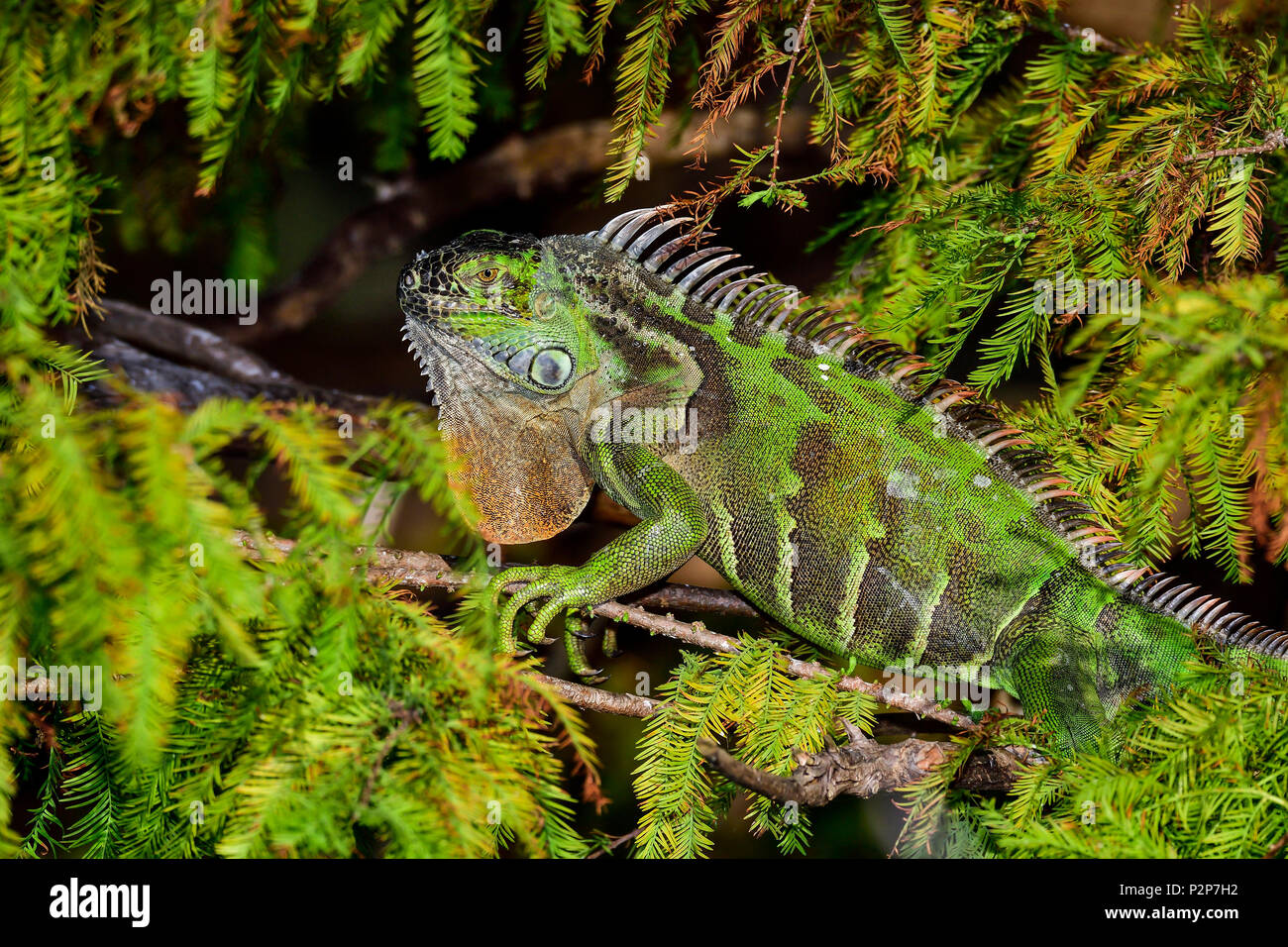 Grüner Leguan versteckt in der pinetree Stockfoto