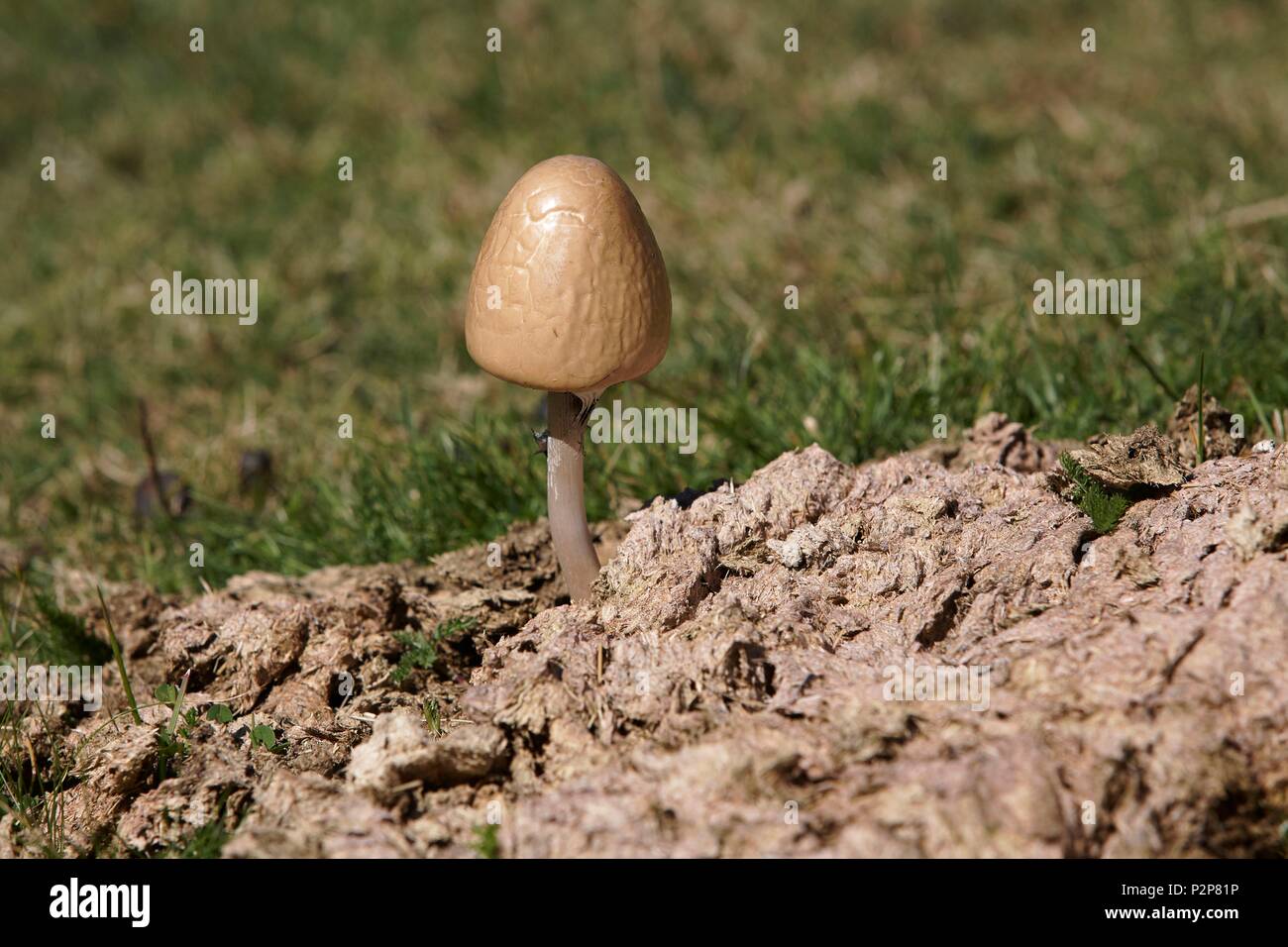 Mottlegill pilz Fotos und Bildmaterial in hoher Auflösung Alamy