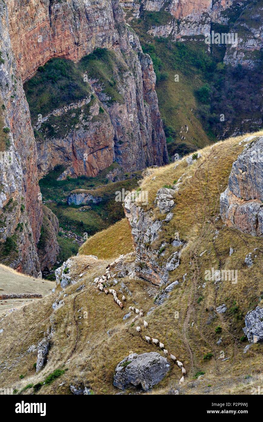 Aserbaidschan, Quba (Guba) Region, Großen Kaukasus Gebirge, Wandern zwischen dem Dorf und Qalaxudat Giriz, Linie von Schafen Stockfoto