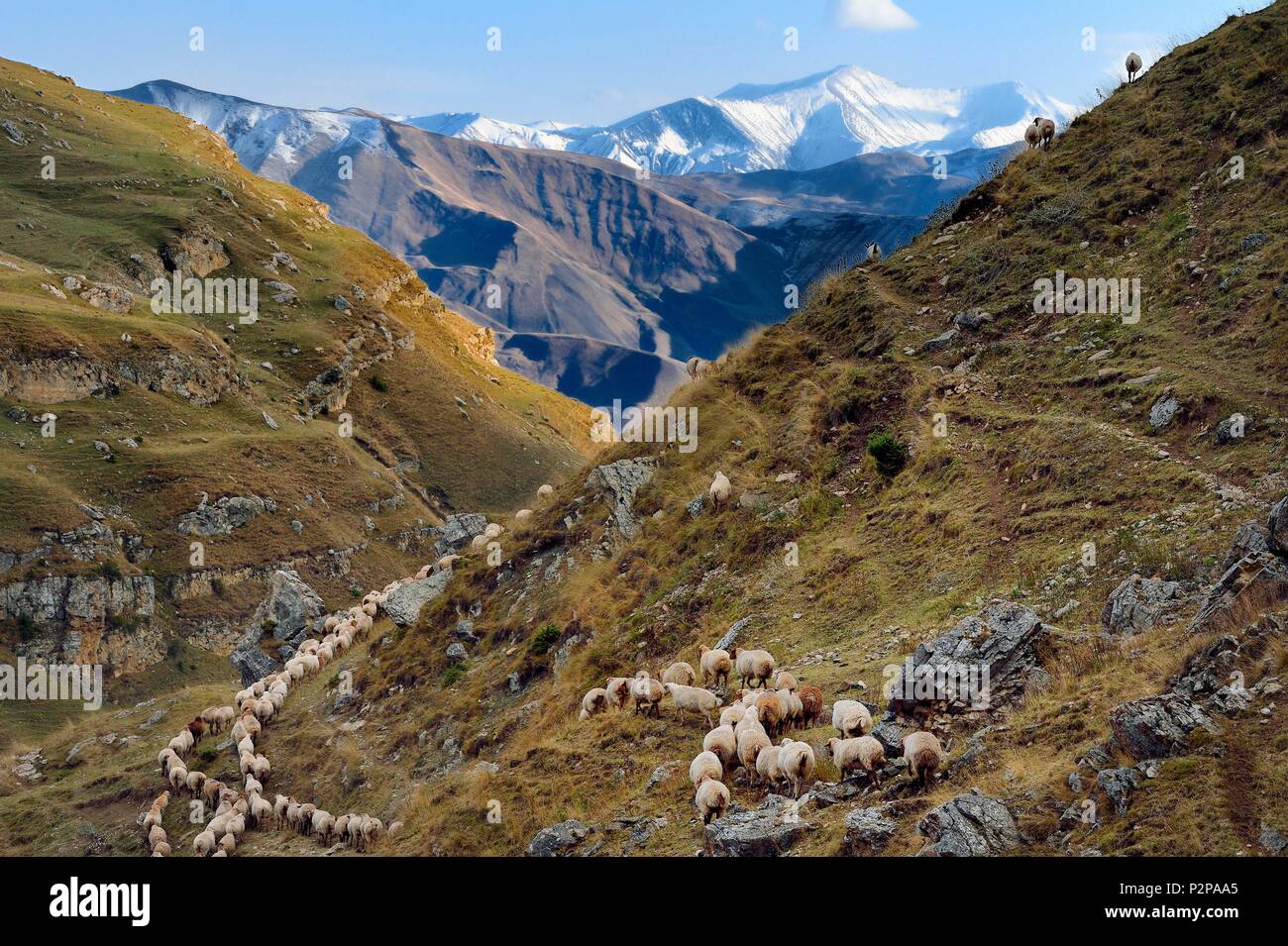 Aserbaidschan, Quba (Guba) Region, Großen Kaukasus Gebirge, Wandern zwischen dem Dorf und Qalaxudat Giriz, Linie von Schafen Stockfoto