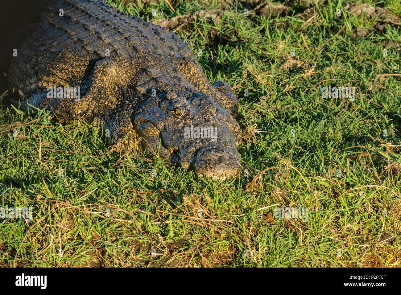 Krokodil, Chobe National Park, North-West District, Botswana Stockfoto