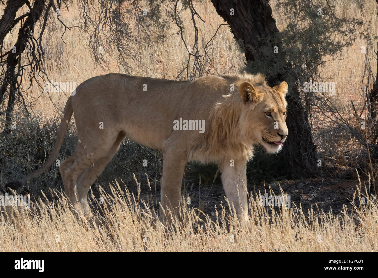 Kinder Löwe, Kgalagadi Transfrontier Park, Südafrika Stockfoto