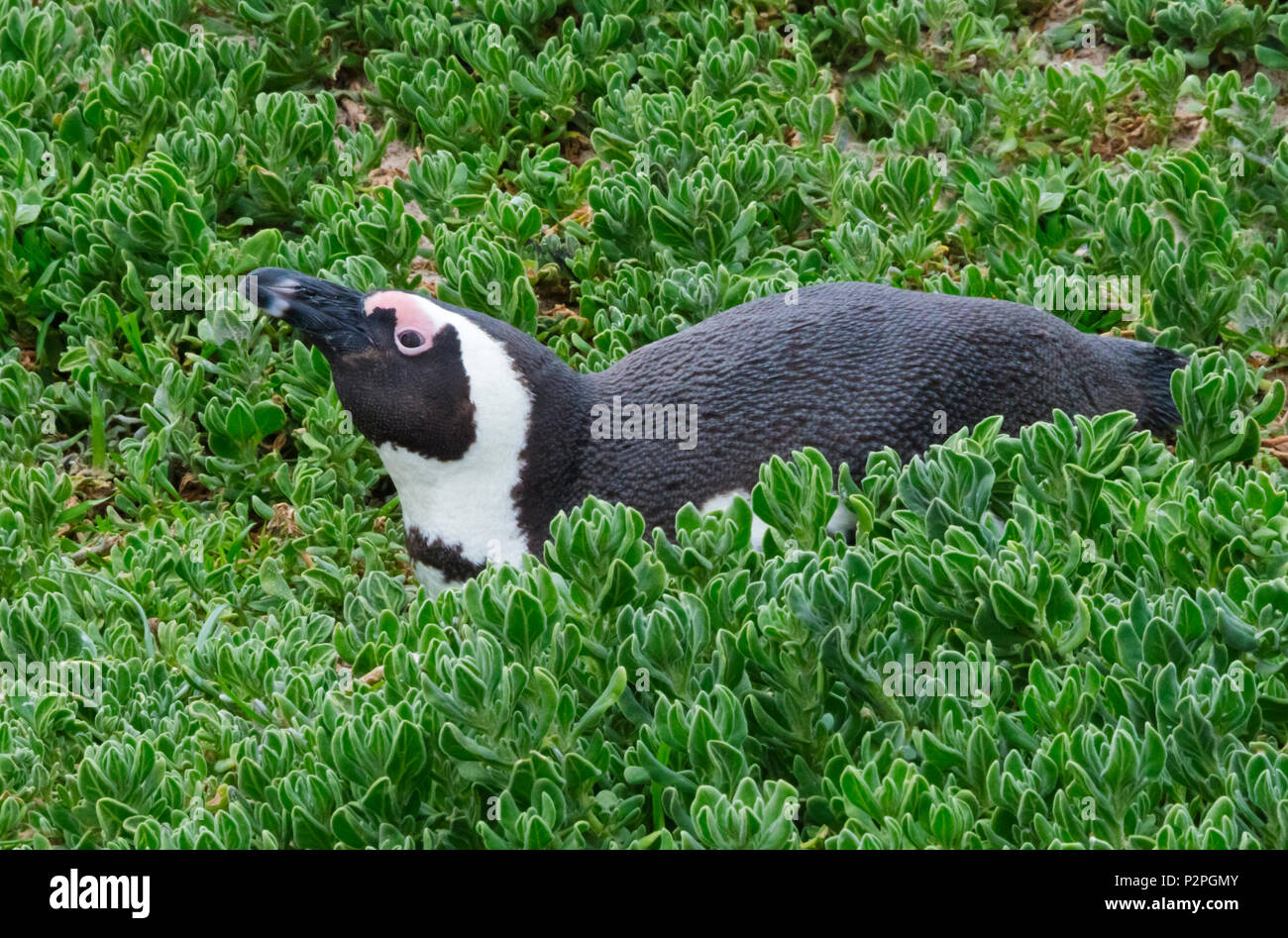 Afrikanische Pinguin, Simon's Town, Südafrika Stockfoto