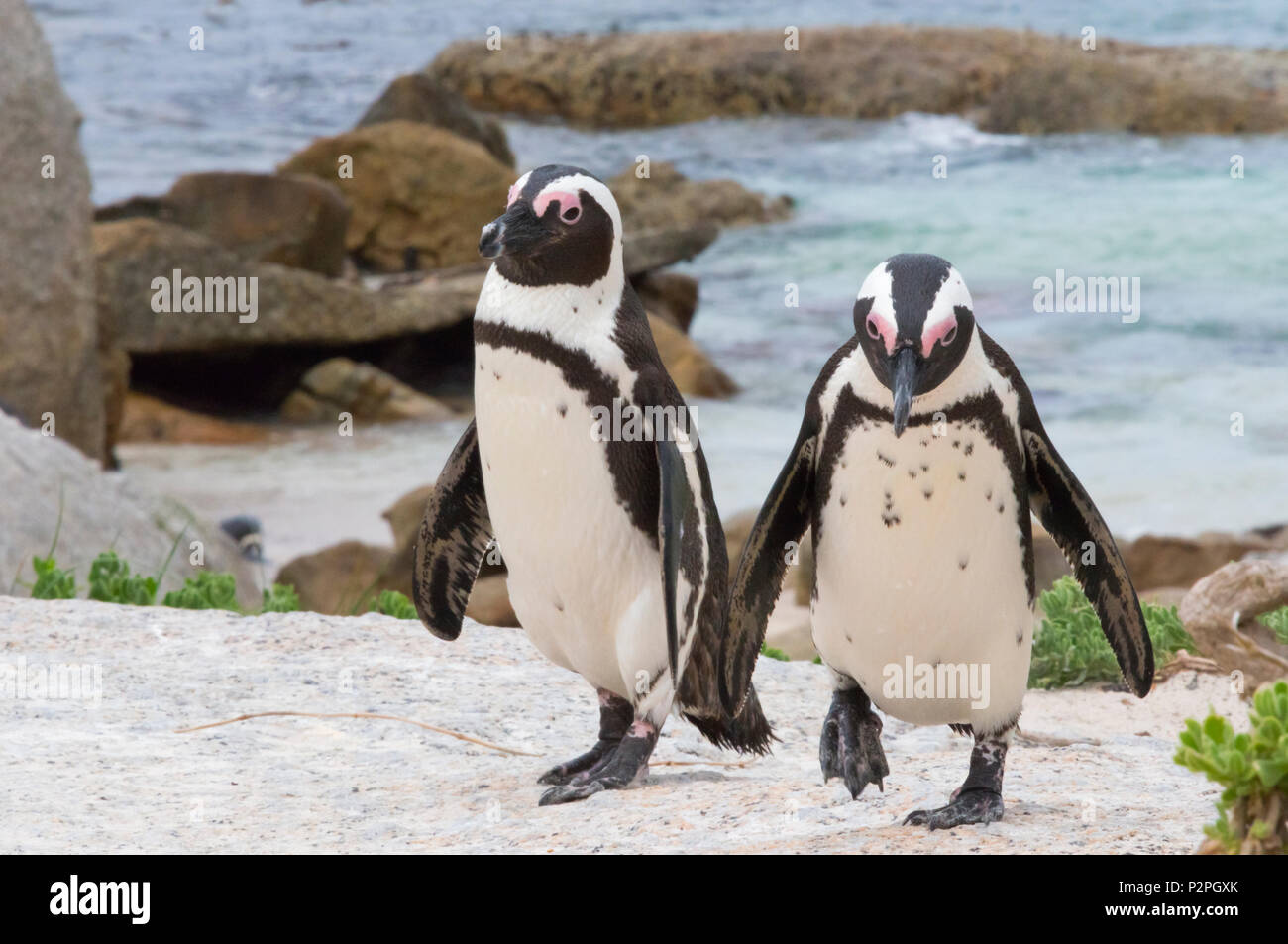 Afrikanische Pinguin, Simon's Town, Südafrika Stockfoto
