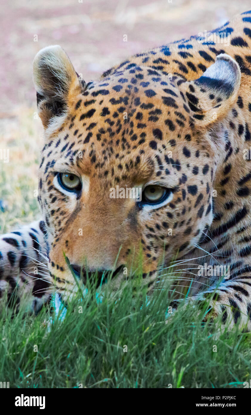 Leopard, Okonjima Nature Reserve, Otjozondjupa Region, Namibia Stockfoto