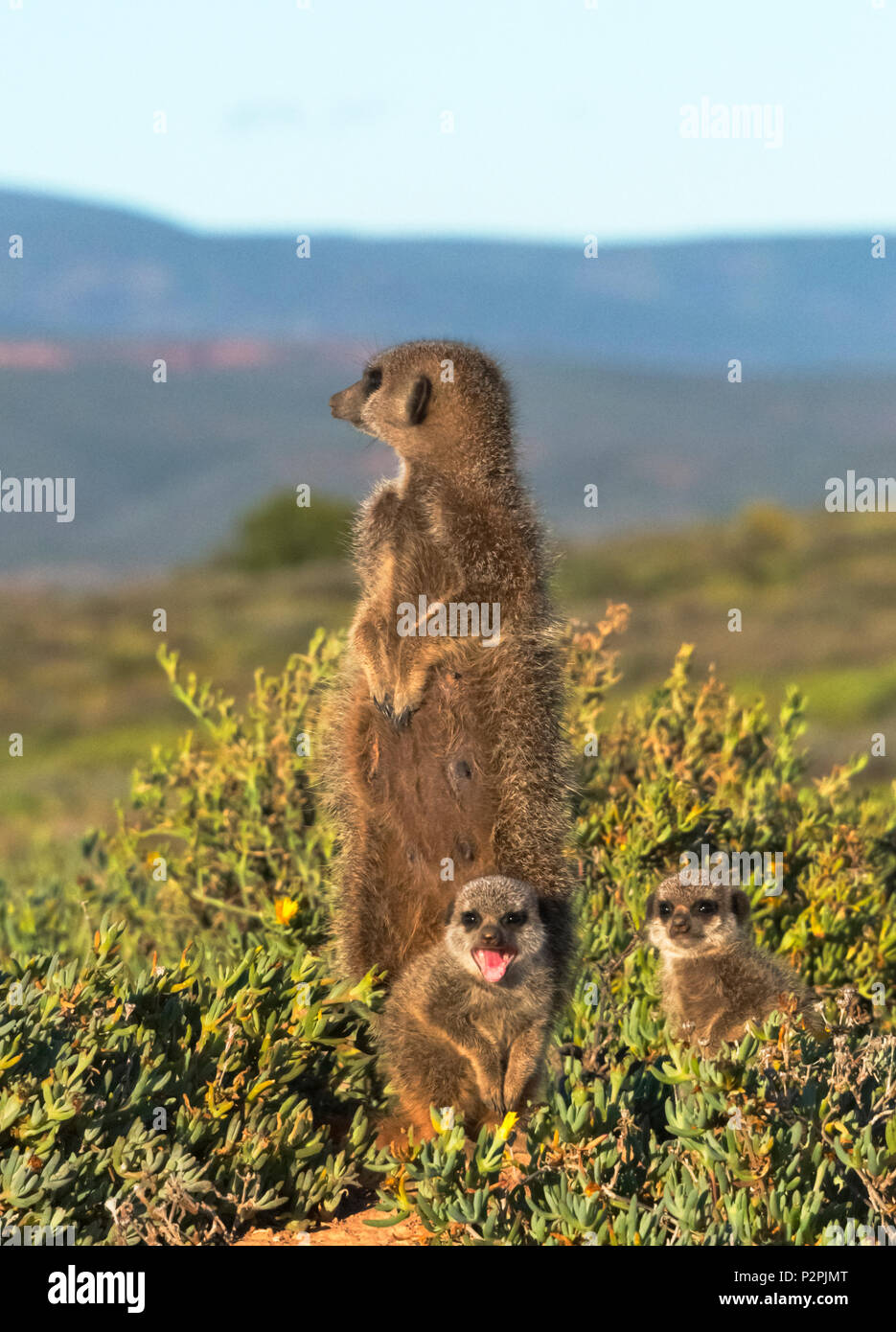 Erdmännchen Familie, Provinz Westkap, Südafrika Stockfoto