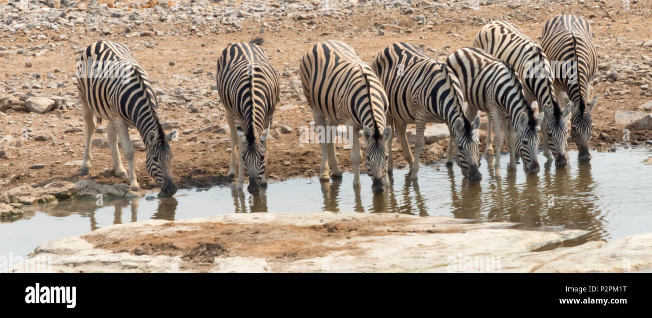 Zebras am Wasserloch, Etosha Nationalpark, Caprivi Region, Namibia Stockfoto