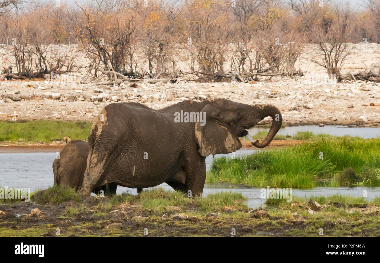 Elefantenherde in Etosha Nationalpark, Caprivi Region, Namibia Stockfoto