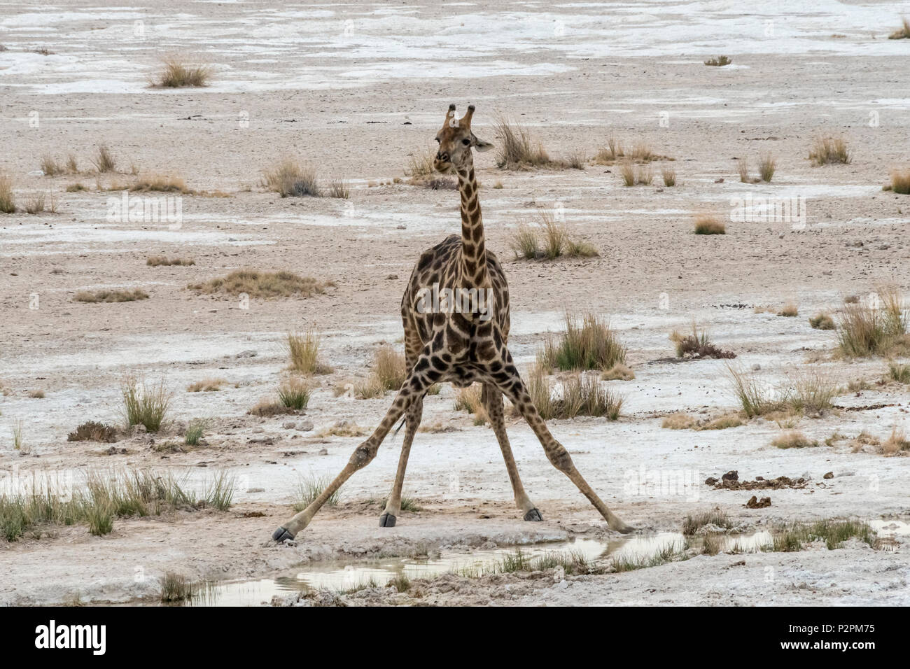 Giraffe Trinkwasser an einer Wasserstelle, Etosha Nationalpark, Caprivi Region, Namibia Stockfoto