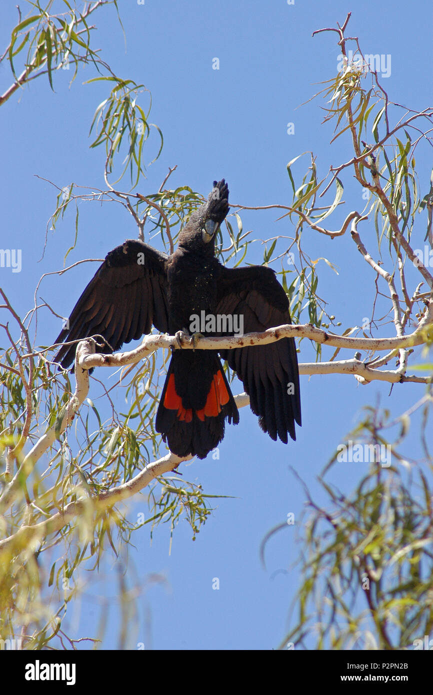 Der Red-tailed black Cockatoo (Calyptorhynchus banksii) auch als Banksian bekannt oder Banken schwarz Kakadu, eine große, schwarze Kakadus in Australien Stockfoto