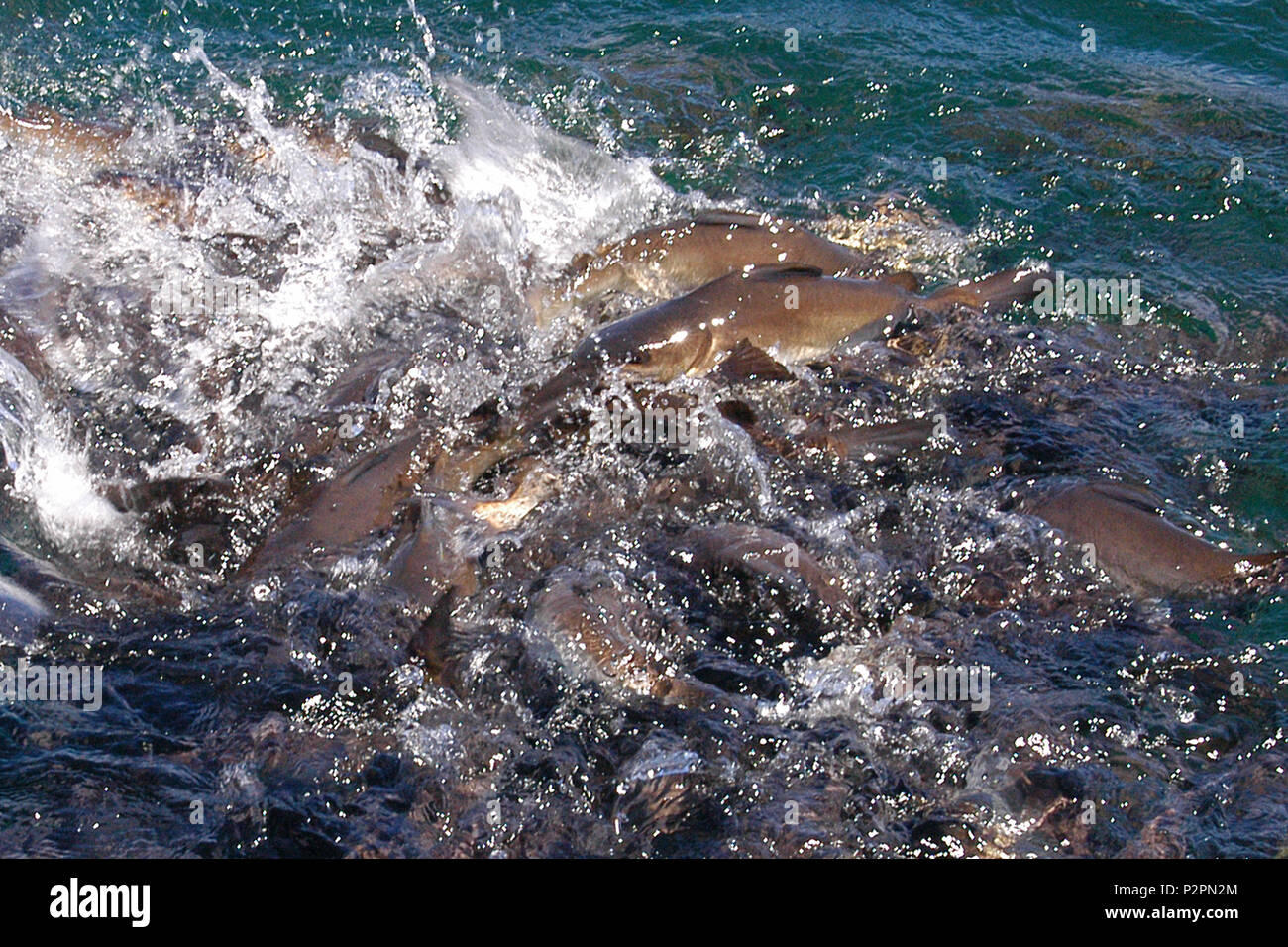 Katzenfische füttern Raserei, Lake Argyle, ein Süßwassermann gemacht Reservoir, das Teil der Ord River Bewässerung Scheme in Western Australia ist. Stockfoto