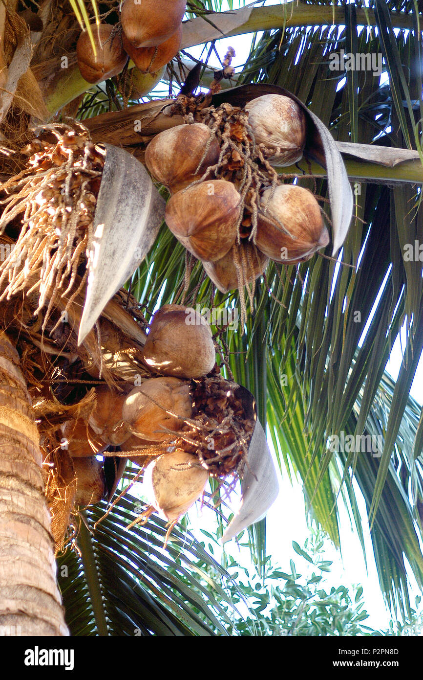 Kokosnüsse riprening am Baum. Die Kokospalme (Cocos nucifera) ist ein Mitglied der Familie von Palm Stockfoto