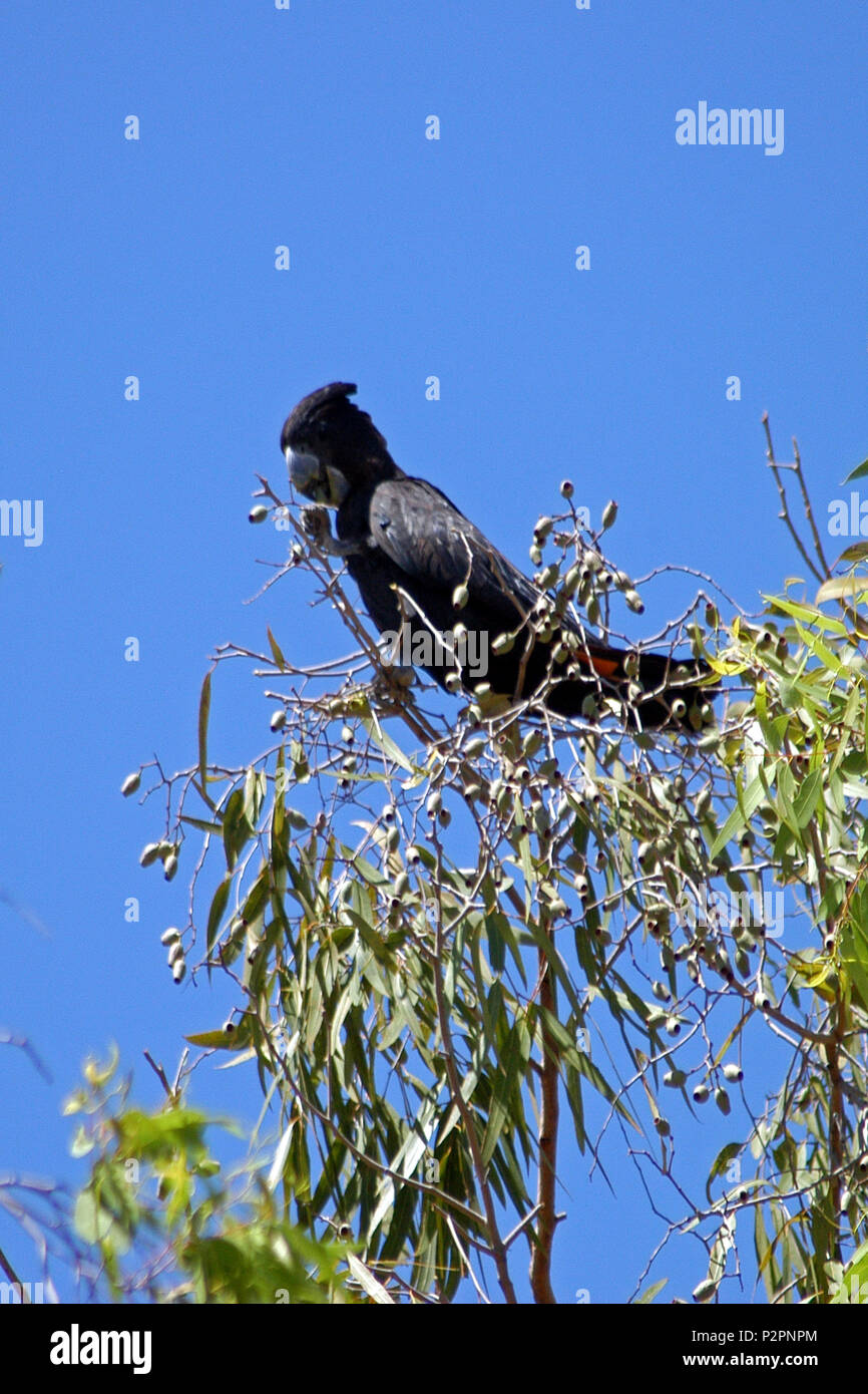 Red-tailed black Cockatoo (Calyptorhynchus banksii) Western Australia Stockfoto