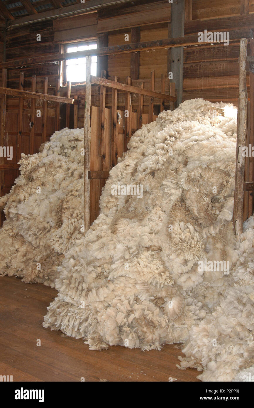 Wolle in Qualitäten in einer Scherung in Western Australia Schuppen sortiert Stockfoto