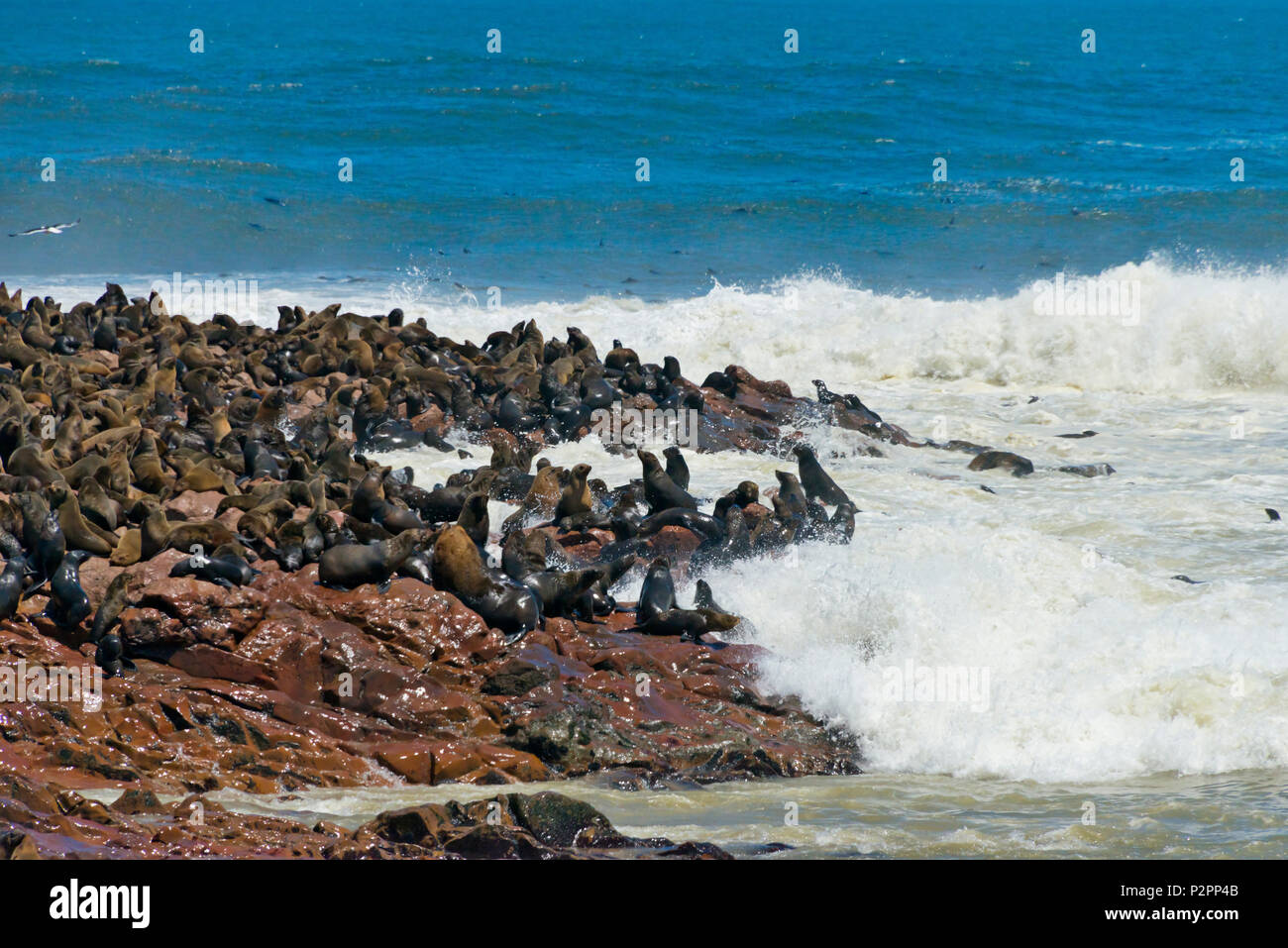 Robbenkolonie am Cape Cross auf Skelett Küste von South Atlantic Ocean, Erongo Region, Namibia Stockfoto