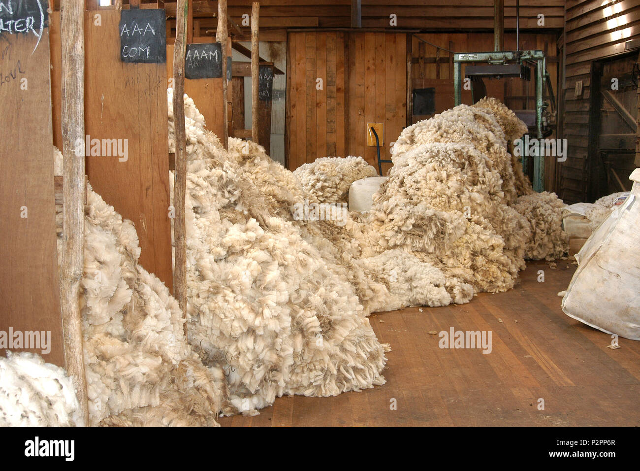 Wolle in Qualitäten in einer Scherung in Western Australia Schuppen sortiert Stockfoto