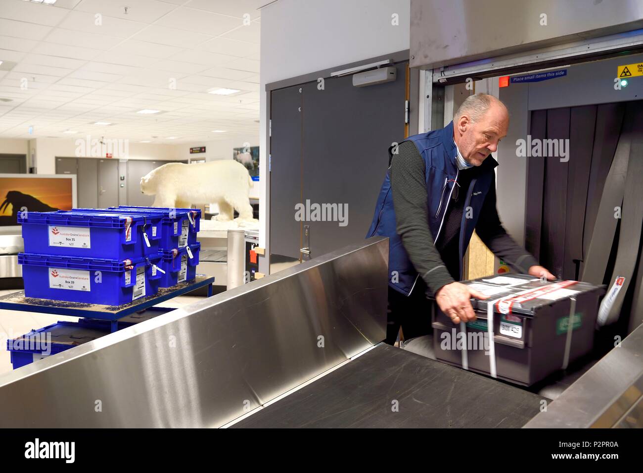 Norwegen, Svalbard, Spitzbergen, Longyearbyen, Svalbard Global Seed Vault (Seed Bank), Ankunft und Scannen von Samen am Flughafen Gepäckausgabebereich durch NordGen, ein Eisbär im Hintergrund ausgeführt Stockfoto