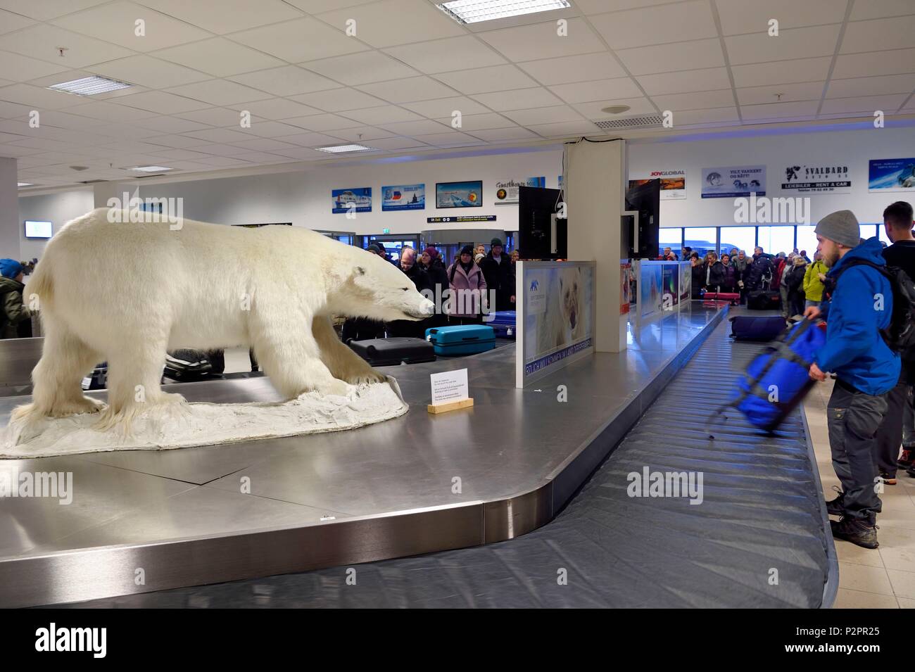 Norwegen, Svalbard, Spitzbergen, Longyearbyen, ausgestopfter Eisbär (Ursus maritimus) bei der Ankunft des Gepäcks am Flughafen Stockfoto