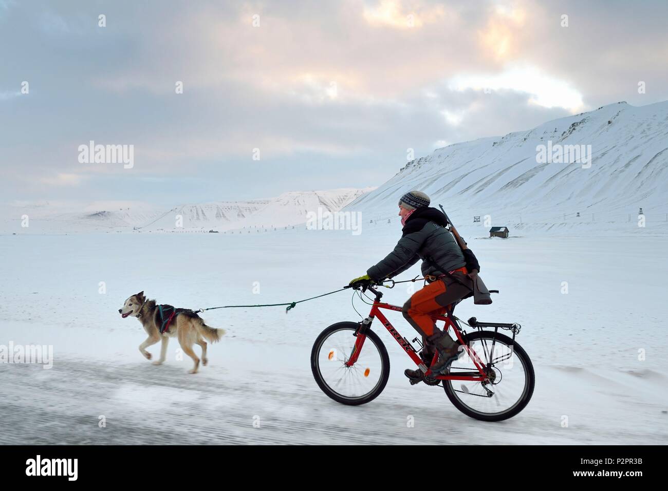 Norwegen, Svalbard, Spitzbergen, Adventdalen Tal in der Nähe von Longyearbyen, Hund zu Fuß mit dem Fahrrad mit einem Gewehr gegen die mögliche Gefahr der Eisbären zu schützen Stockfoto