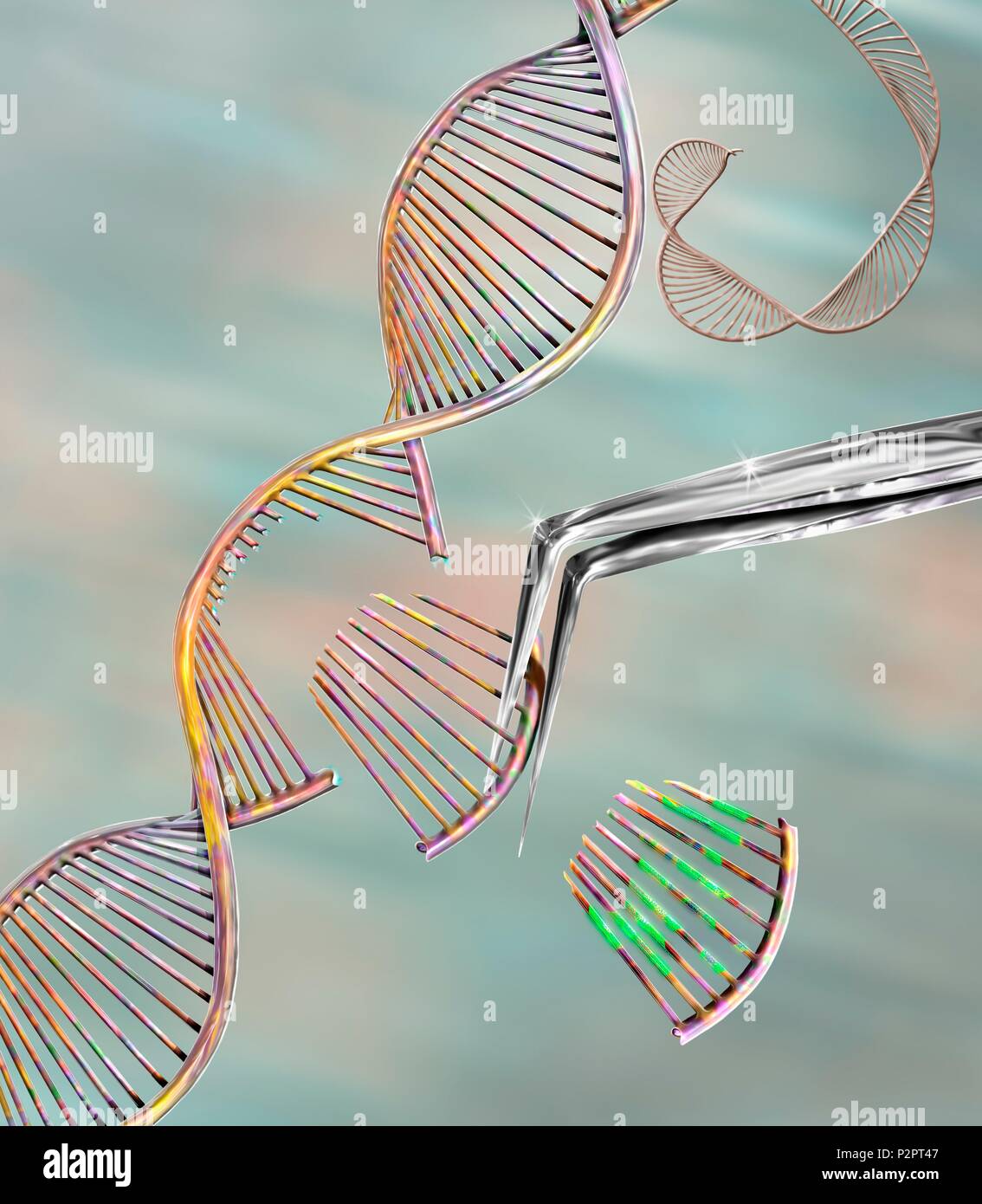 CRISPR gen bearbeiten, konzeptionelle Computer Abbildung. Die crispr-CAS 9 Eiweiß verwendet wird, handelt es sich um ein DNA (Desoxyribonukleinsäure) Molekül an einem bestimmten Standort zu schneiden. Das DNA-Molekül kann dann geändert werden. Stockfoto